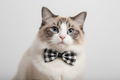 Cat wearing a black and white checkered bow tie on a light gray background