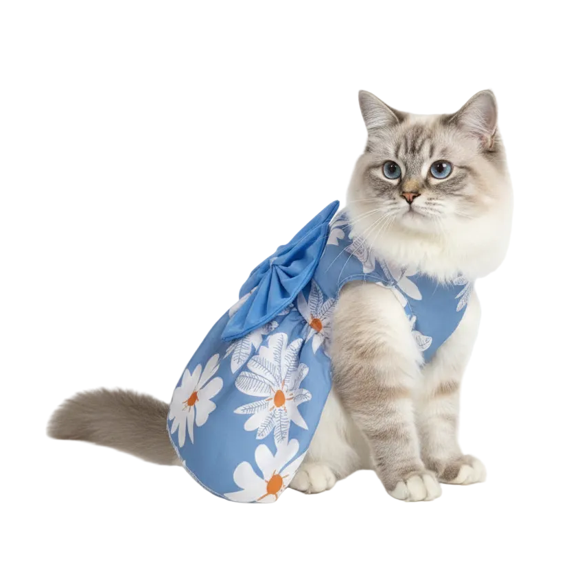 Cat wearing a blue floral dress on a white background