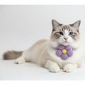 Cat wearing a purple flower-shaped collar on a white background