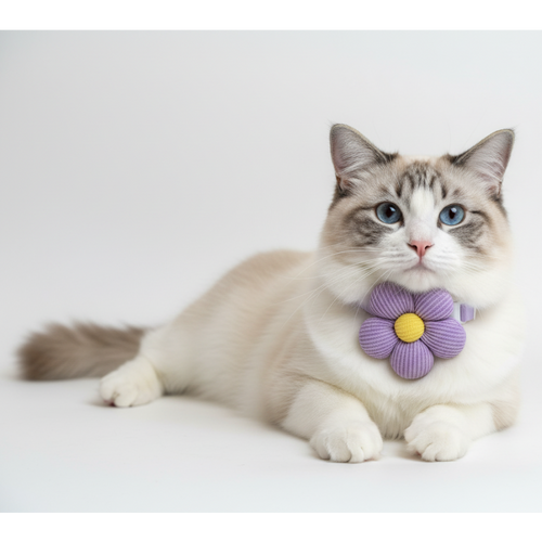 Cat wearing a purple flower-shaped collar on a white background