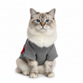 Cat wearing a gray sweater with a red heart patch on a white background