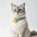 Cat wearing a colorful collar with pom-poms and bells on a white background